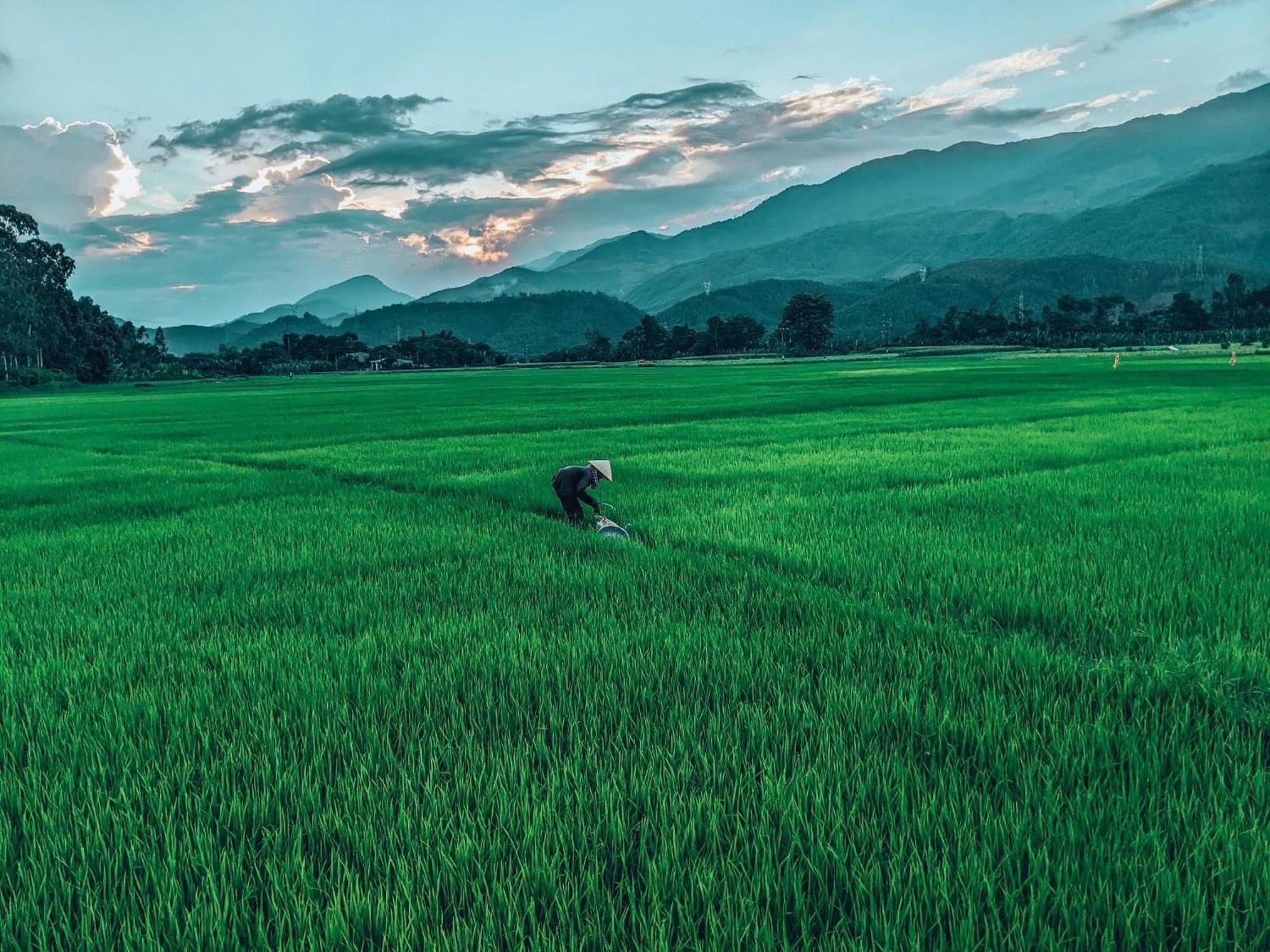 Hoi An Paddy House Homestay エクステリア 写真